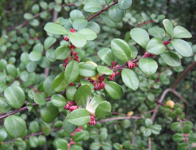 boj africano Myrsine africana