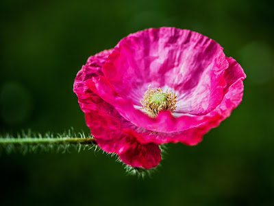 foto de campo de amapolas