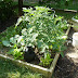 Pictures: My Hot House Tomato Cage Tomato Plant