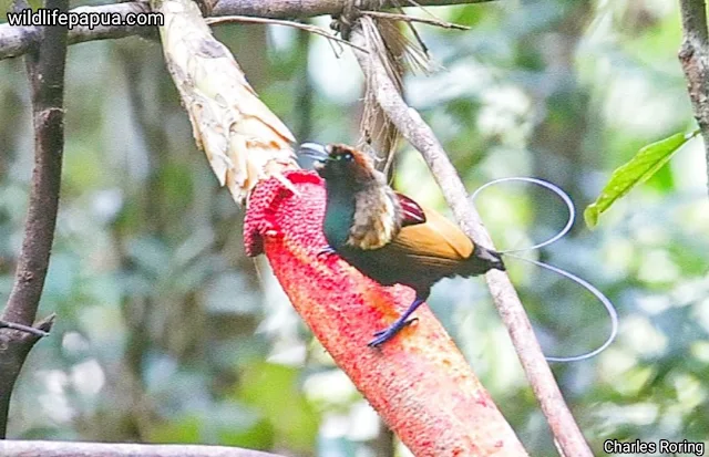 Magnificent Bird of Paradise in Arfak mountains (Diphyllodes magnificus)