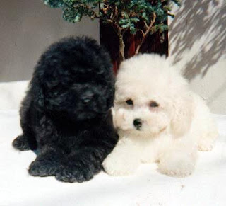 Poodle photos