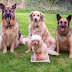 Dogs Behaviour Explained: The 5 Most Common Dog Behaviours And What They Mean