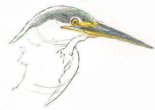 Detail, green heron's head