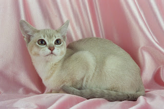 burmilla cat breed info pets animal domestic