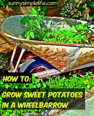 how to grow sweet potatoes in a wheelbarrow, growing sweet potatoes in containers