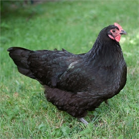 Australorp Chicken