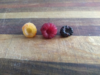 Yellow raspberry, red raspberry, and black raspberry comparison