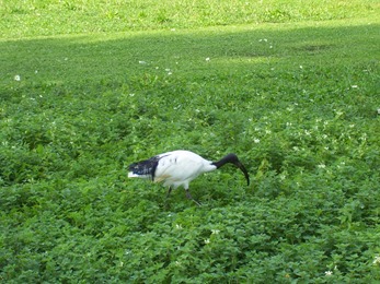 2011.09.23-008 ibis