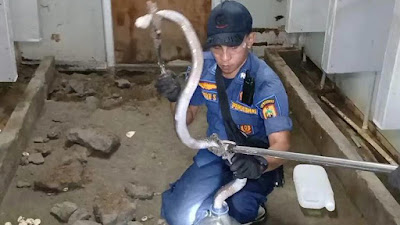 Kronologi Penemuan 19 Ular Kobra Jawa di Toilet Rest Area Tol Sragen, Jenis yang Berbisa Tinggi