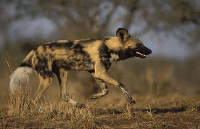 anjing pemburu binatang tercepat di dunia