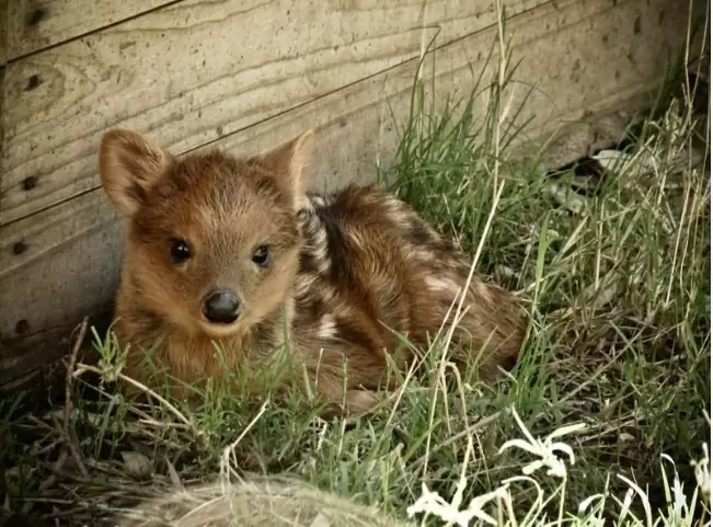 a cute deer