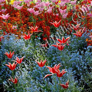 Early summer, Poppies and irises made a dazzling display of colour, set off against dark green foliage. Monet preferred flowers with 