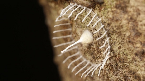 Misteriosa teia na Amazónia intriga cientistas