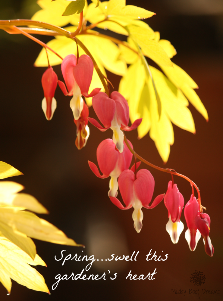 Spring swell this gardener's heart