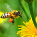 Belajar Akhlak dari Seekor Lebah