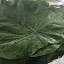 San Carlos City uses Taro leaves as alternative to plastic