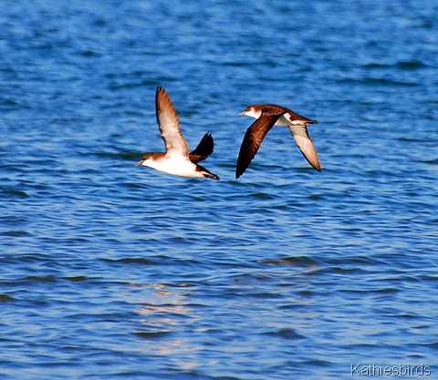 2. Manx shearwater revere beach-kab