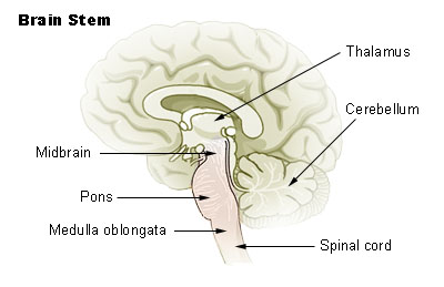 Brain Stem Anatomy5