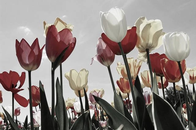 weird tulip facts