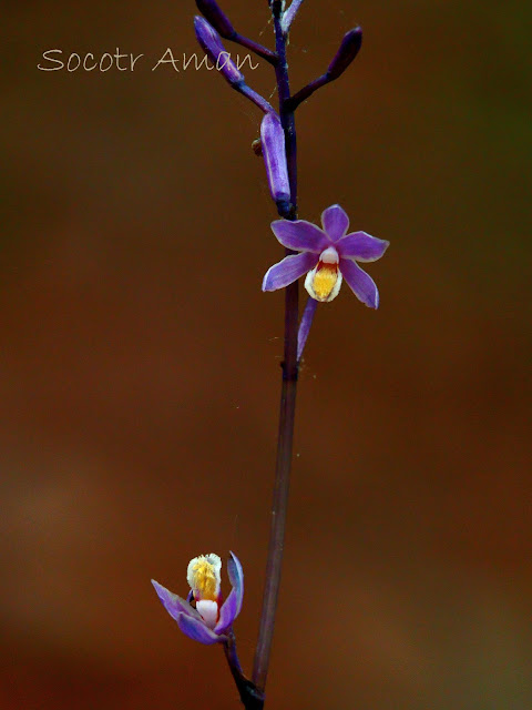 Lecanorchis japonica