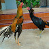 Ciri Anak Ayam Bangkok Asli