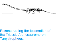 http://sciencythoughts.blogspot.com/2018/03/reconstructing-locomotion-of-triassic.html