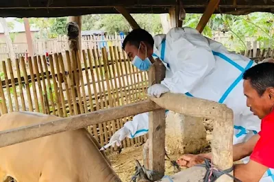 Peran Penting IDI Woha dalam Menangani Wabah Penyakit Mulut dan Kuku di Bima