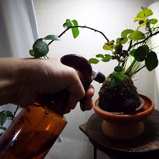 薔薇の苔玉への水やり