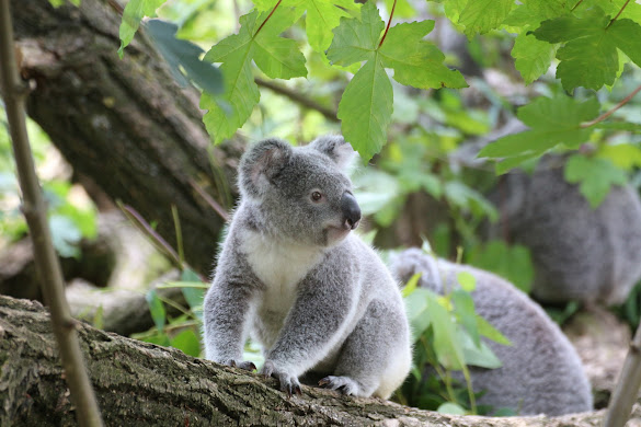 Koala behavior and social structure