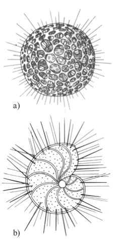 Macam macam Protozoa Protista mirip hewan  Ilmu Sains