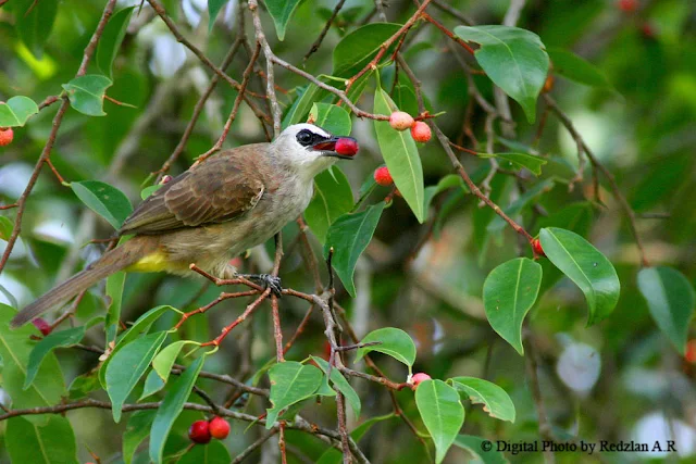 Yellow-ventel Bulbul feeding