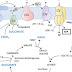 Electron transport chain 