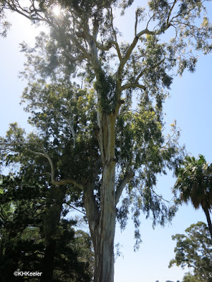 Eucalyptus, Australia