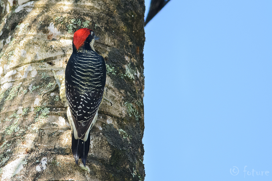 Viirselg-maskrähn, Melanerpes pucherani, Black-cheeked Woodpecker, Pucheran's, rähn, Tripsurus, Centurus