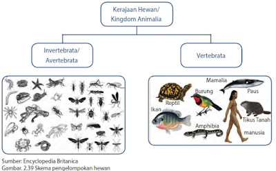 Rangkuman Materi IPA Klasifikasi Makhluk Hidup KURIKULUM 