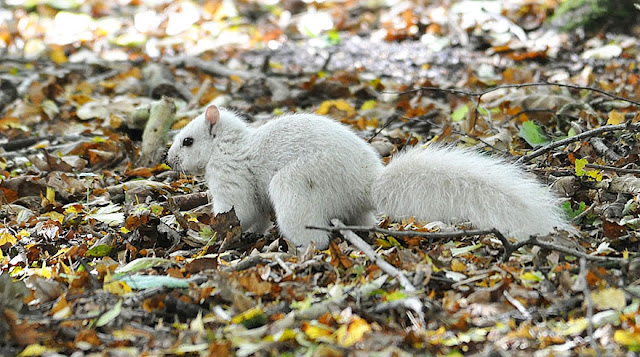 Andrew Fulton - niezwykle rzadko spotykany okaz w Anglii, biała wiewiórka . Andrew Fulton - extremely rare spotted in the United Kingdom, white squirrel.