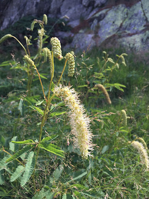 Sanguisorba dodecandra Moretti near Lago Marcio