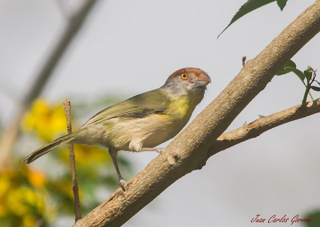 Avistaje de aves en Argentina, Salta. Birdwatching y fotografía de Juan Carlos Gorrini.