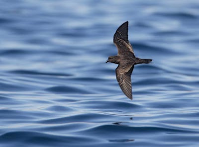 petrel de tormenta negro Hydrobates melania