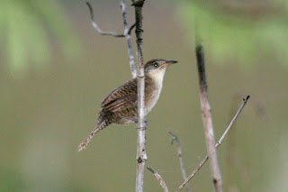 ratona de Zapata Ferminia cerverai aves de Cuba en extincion