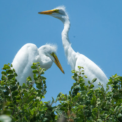Great Egrets, UTSW Rookery