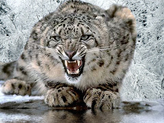 snow leopard wallpaper wild animal panthera uncia pets