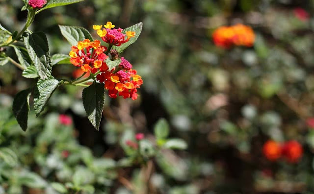 Lantana Flowers Pictures