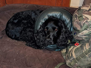 Boris laying curled up on his bed and looking a bit miffed, around his neck he's wearing a large inflatable green collar