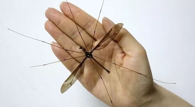 Muỗi khổng lồ ở Trung Quốc