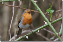 Robin