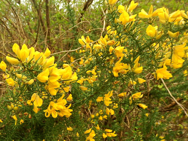 Yellow gorse in Gover Valley, Cornwall