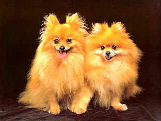 Golden Dogs