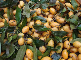 kundang fruit images