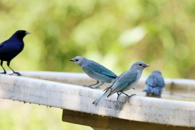 Pájaros cantores pequeños se defienden acostando en grupos a sus depredadores
